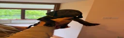 Mixed Breed dogs for sale: Beautiful sprointers  - Advert 12