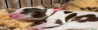 Cocker Spaniel 6