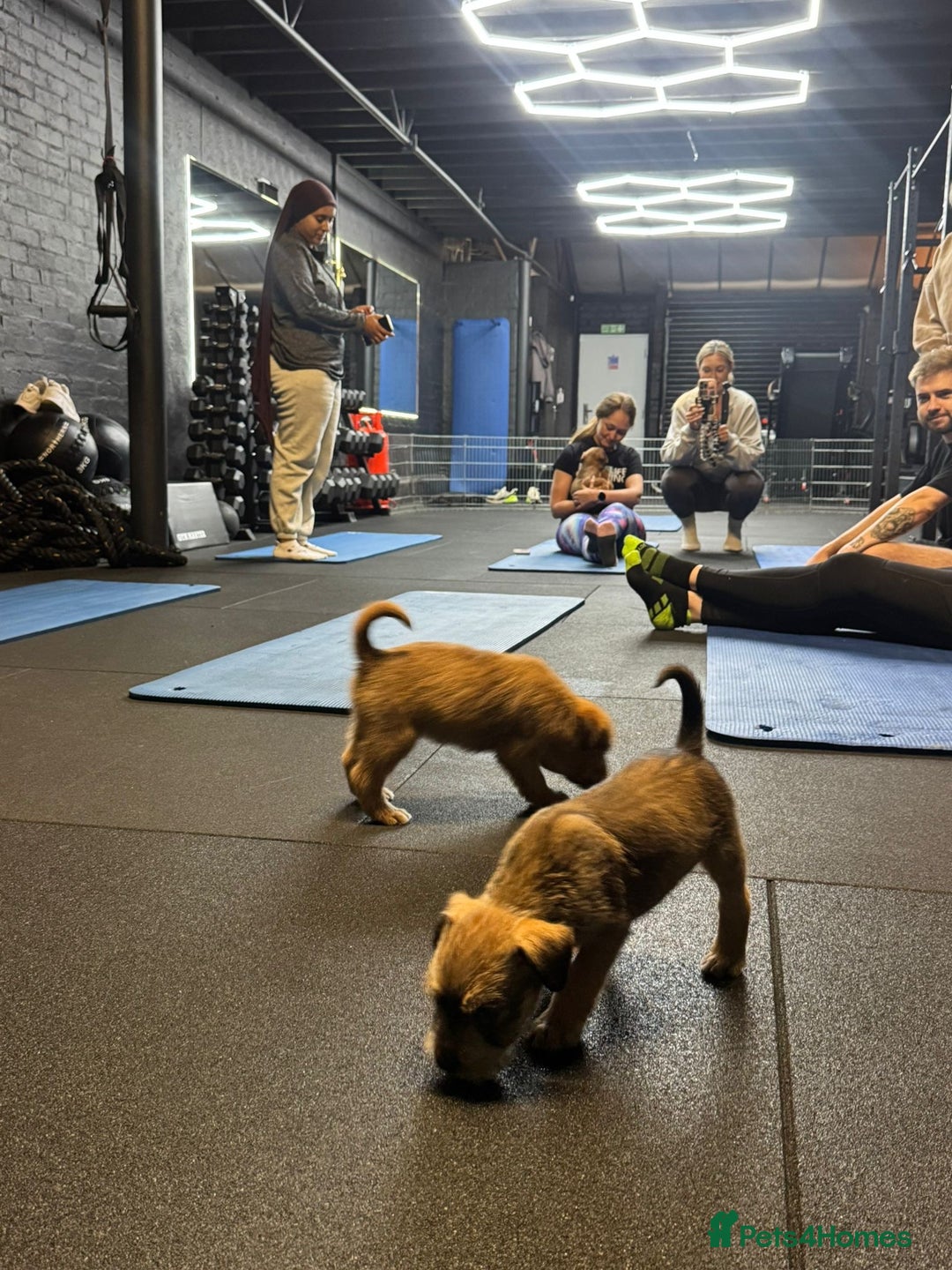 Soft Coated Wheaten Terrier dogs for sale: Traditional Irish Wheaten Terriers  - Image 13