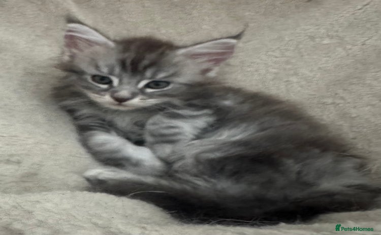 Maine Coon cats - Advert 1