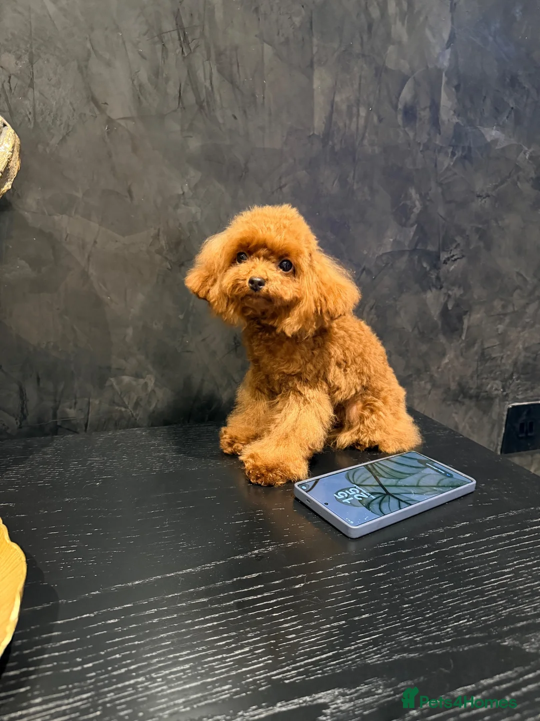 Toy Poodle dogs for sale: Asian Tiny teddy Poodles Boys and Girl  - Advert 38