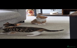 Mixed Breed cats for sale: Kittens  - Image 5
