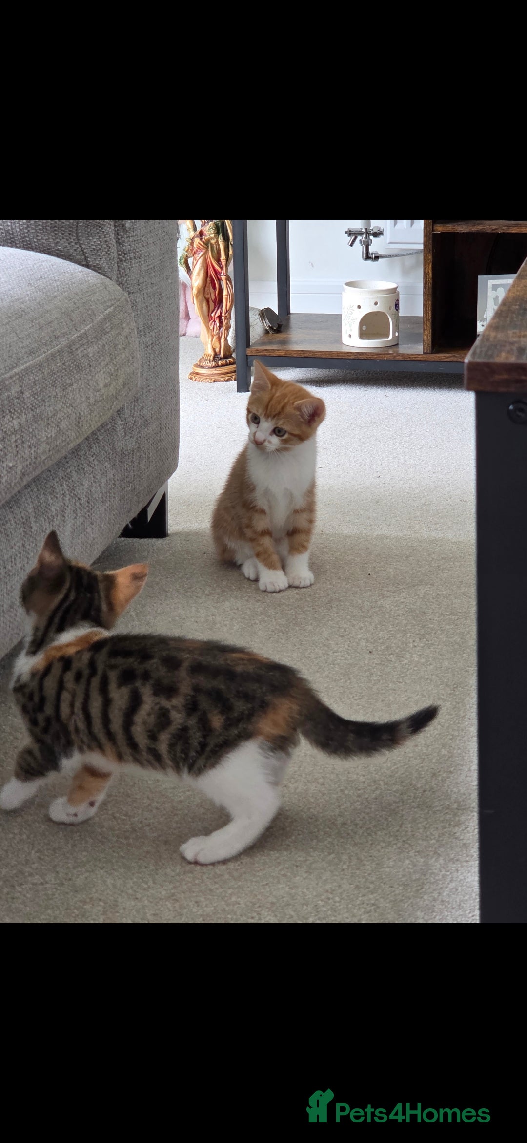 Mixed Breed cats for sale: Kittens  - Image 5