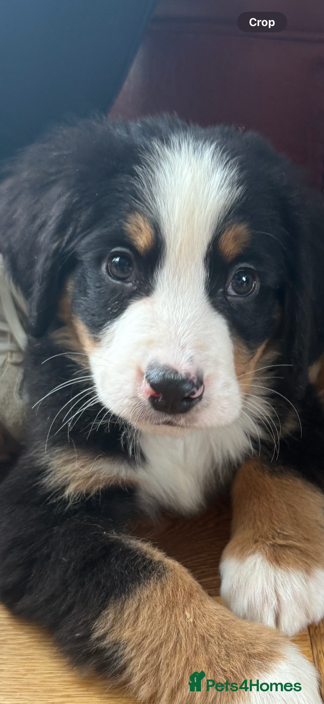 Bernese Mountain Dog dogs for sale: Bernese Mountain Dog Pups  - Advert 7