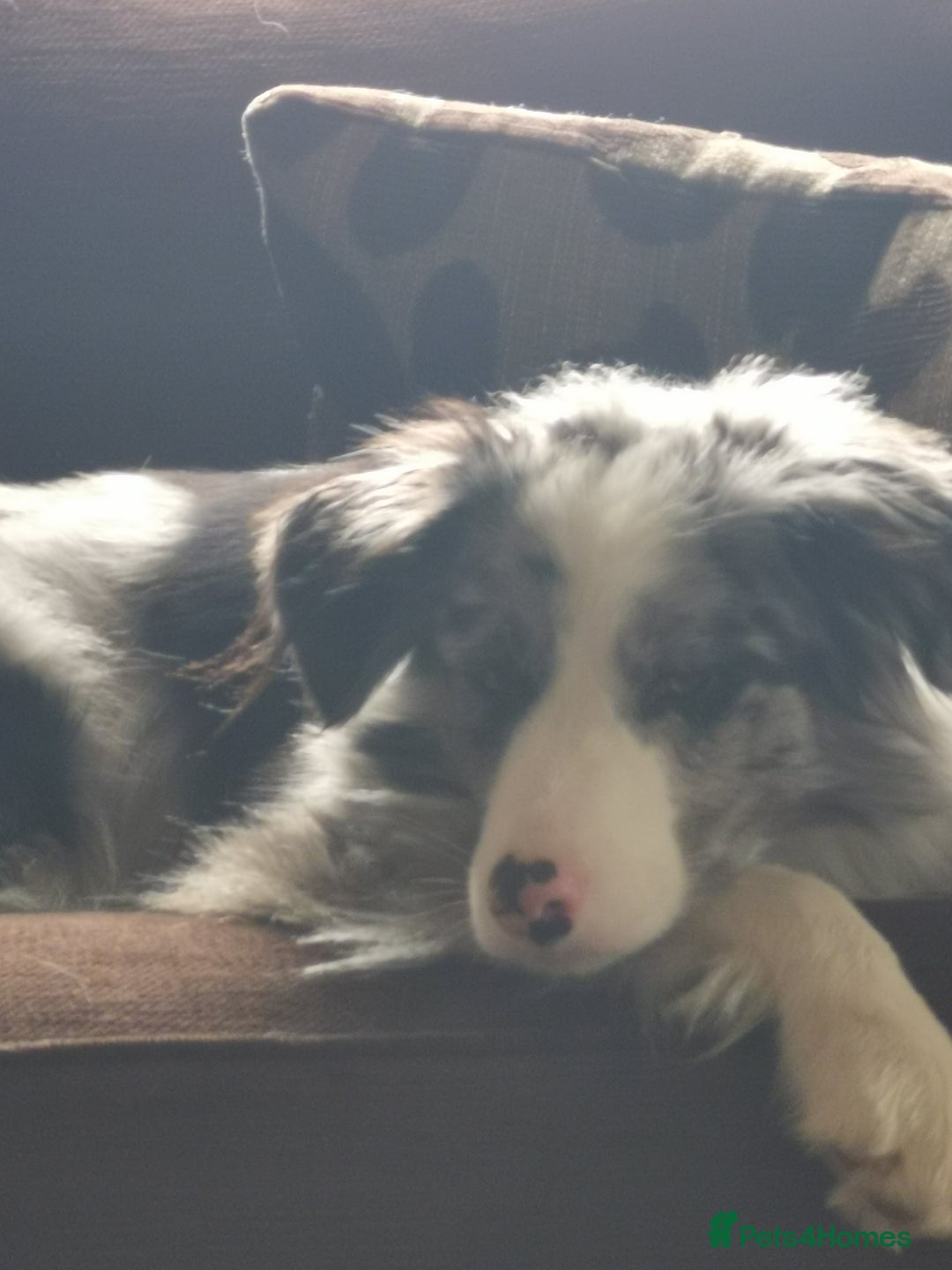 Mixed Breed dogs for sale: Beautiful Bordernese Puppies - Advert 4