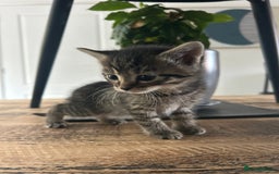 British Longhair cats for sale: 3 Kittens for sale  - Image 6