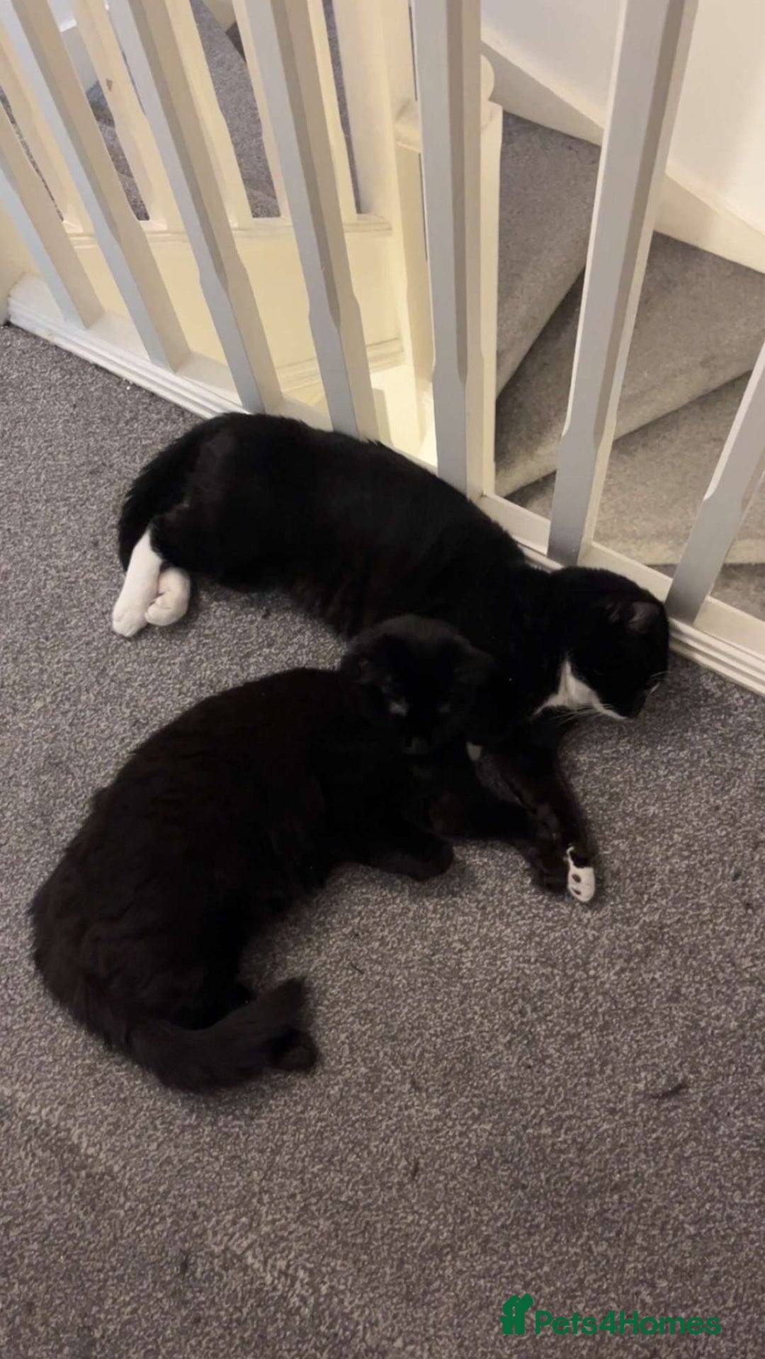 British Shorthair cats for sale: Bombay and tux pair, looking for forever home!  - Advert 4