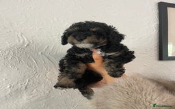 Toy Poodle dogs for sale: KC toy poodle puppies - Image 10