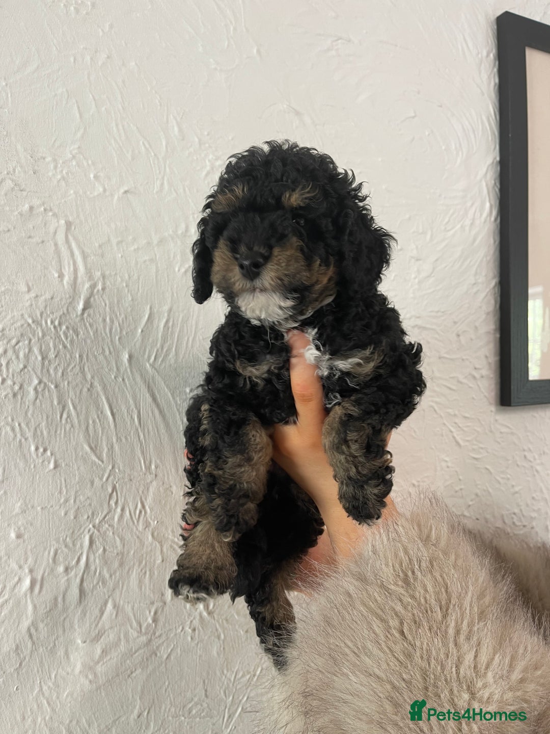 Toy Poodle dogs for sale: KC toy poodle puppies - Image 10