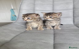 Scottish Fold cats for sale: Scottish mixed  - Image 5