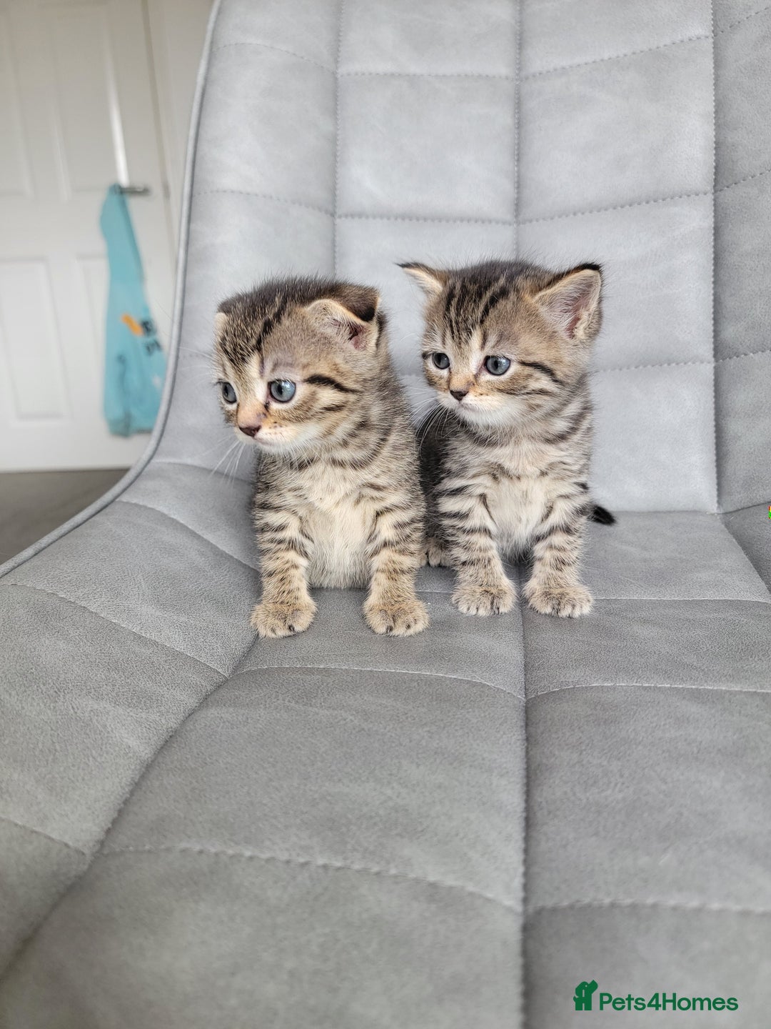 Scottish Fold cats for sale: Scottish mixed  - Image 5