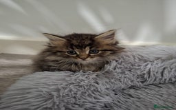 Ragdoll cats for sale: Beautiful Bengal/Ragdoll Male Kitten - Image 9