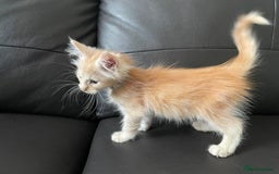 Maine Coon cats for sale: Maine Coon Cross Kittens  - Image 20