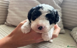 Cockapoo dogs for sale: Cockapoo - Image 8