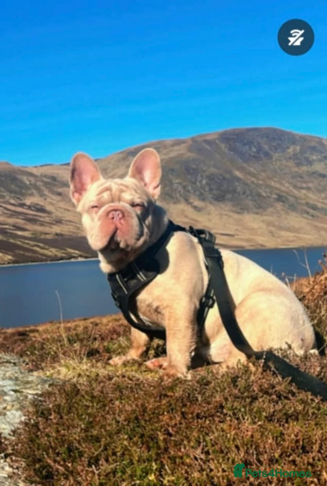 French Bulldog dogs for stud: French bulldog stud - Advert 5