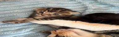 Maine Coon 4