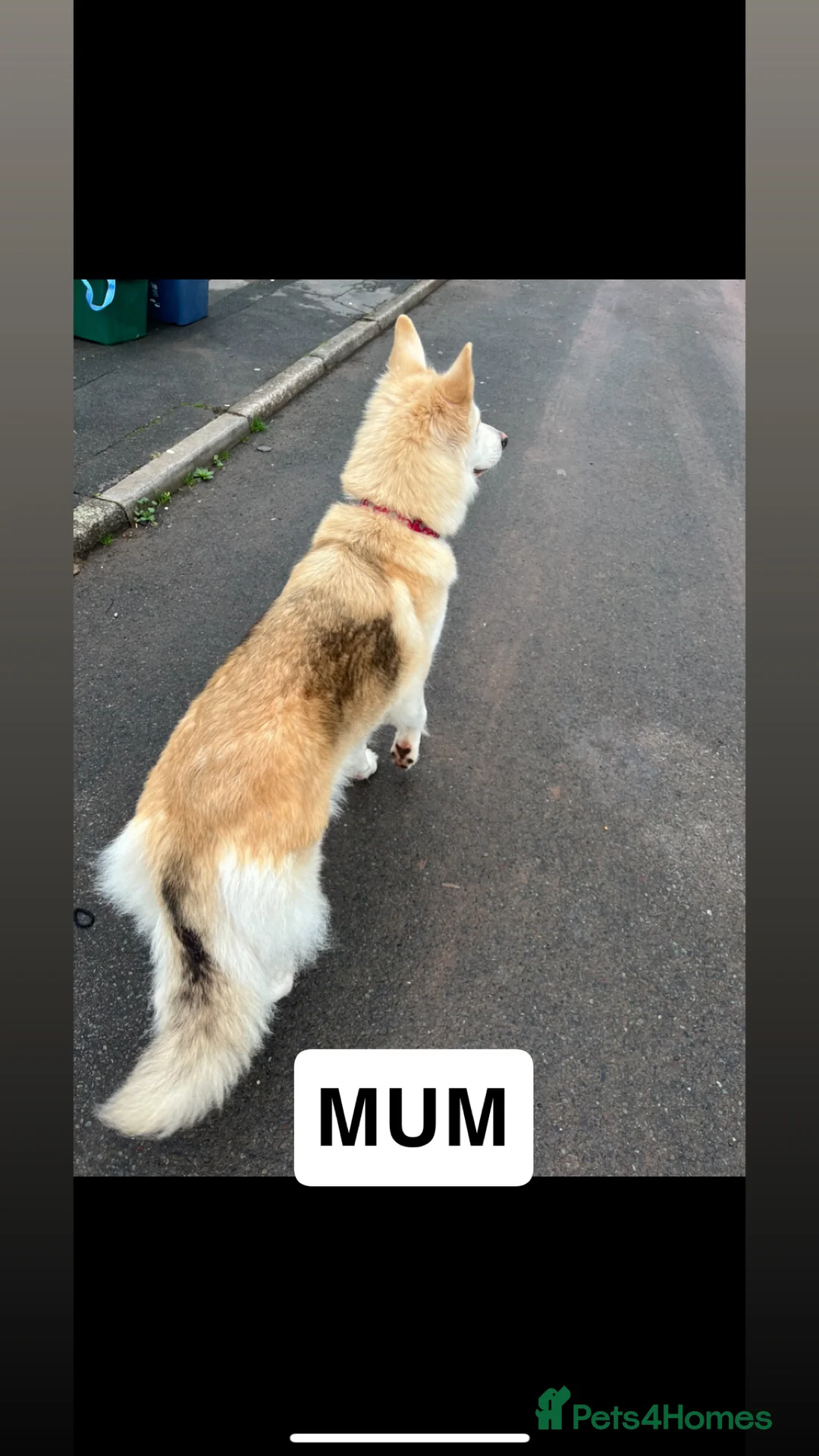 German Shepherd dogs for sale: Beautiful KC Reg Straight Back German Shepherds🐾 - Advert 36