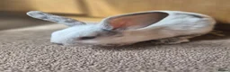 Mini Lop rabbits for sale: 🐰5 Beautiful Baby Rabbits for Loving Homes 🐰 - Advert 3