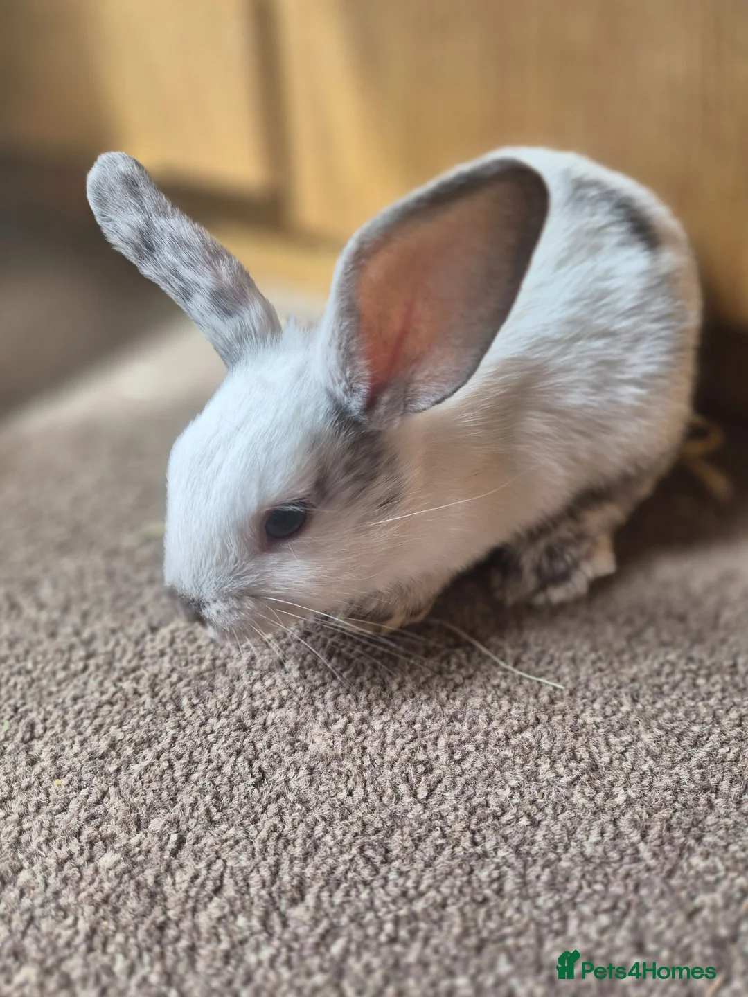 Mini Lop rabbits for sale: 🐰5 Beautiful Baby Rabbits for Loving Homes 🐰 - Advert 15