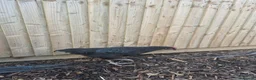 Chickens poultry for sale: 7 Chickens for Sale - Advert 1