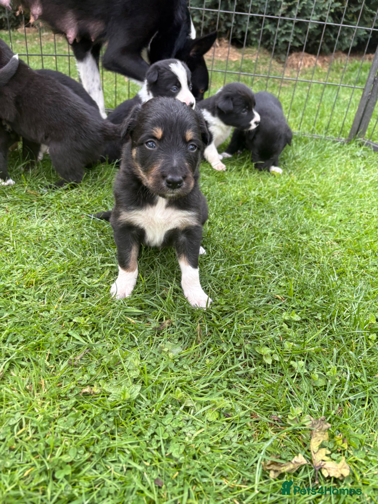 Mixed Breed dogs Beautiful Collie X Kelpie puppies available!🐶 - Advert 9