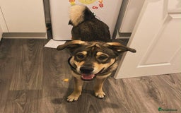 Mixed Breed dogs for sale: Goose - Japanese Akita - Image 1