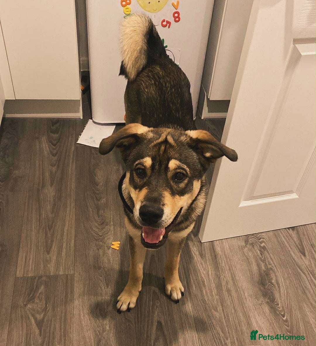 Mixed Breed dogs for sale: Goose - Japanese Akita - Image 1