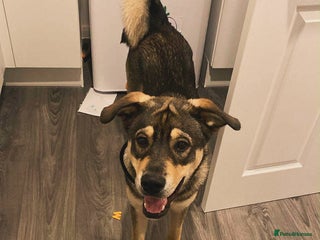 Mixed Breed dogs for sale - Advert 1