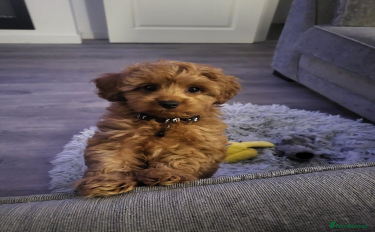 Cavapoo dogs - Advert 16