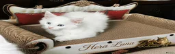 Maine Coon cats for sale: A Touch of Magic: White Maine Coon Girls Available - Advert 5