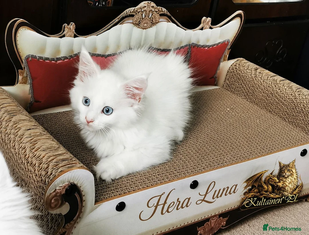 Maine Coon cats for sale: A Touch of Magic: White Maine Coon Girls Available - Advert 5