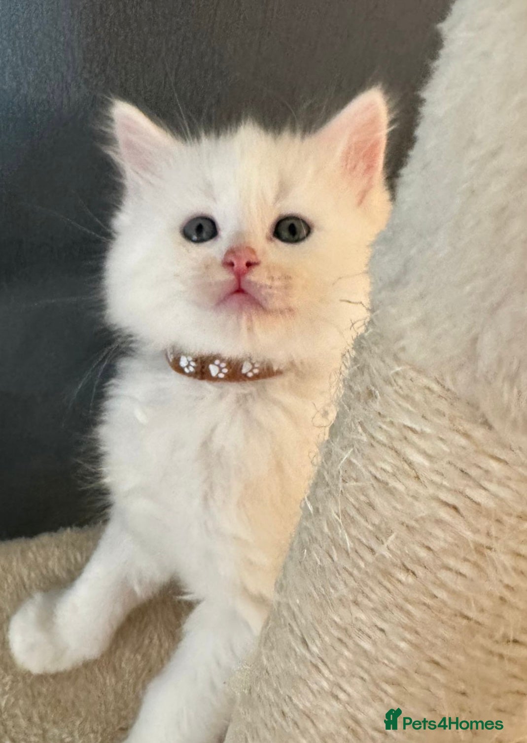 Mixed Breed cats Stunning Ragdoll x Maine Coon Kittens - Advert 6