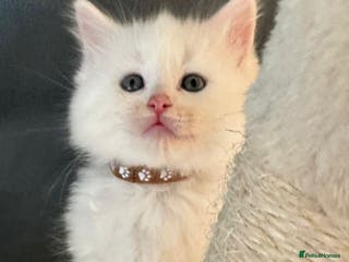 Mixed Breed cats Stunning Ragdoll x Maine Coon Kittens - Advert 8