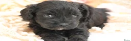 Cavapoo dogs for sale: Health Tested Cavapoos by Licensed Breeder - Advert 17