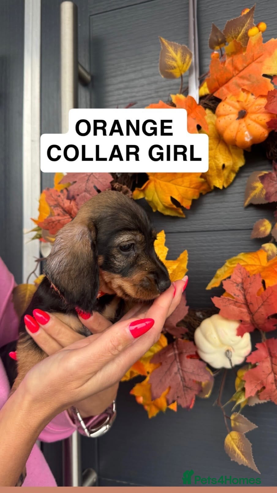 Miniature Dachshund dogs for sale: dachshund miniture wirehared  - Advert 1
