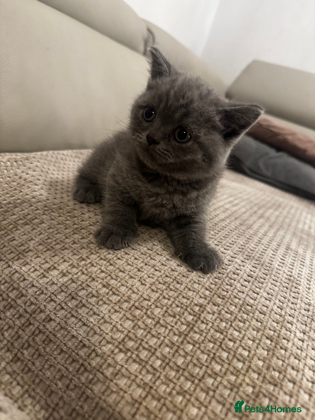 British Shorthair cats for sale: British short hair kittens - Advert 21