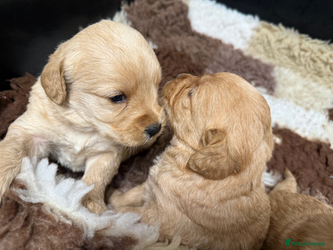 Labradoodle dogs for sale: Beautiful Miniature F1 Labradoodles - Advert 12