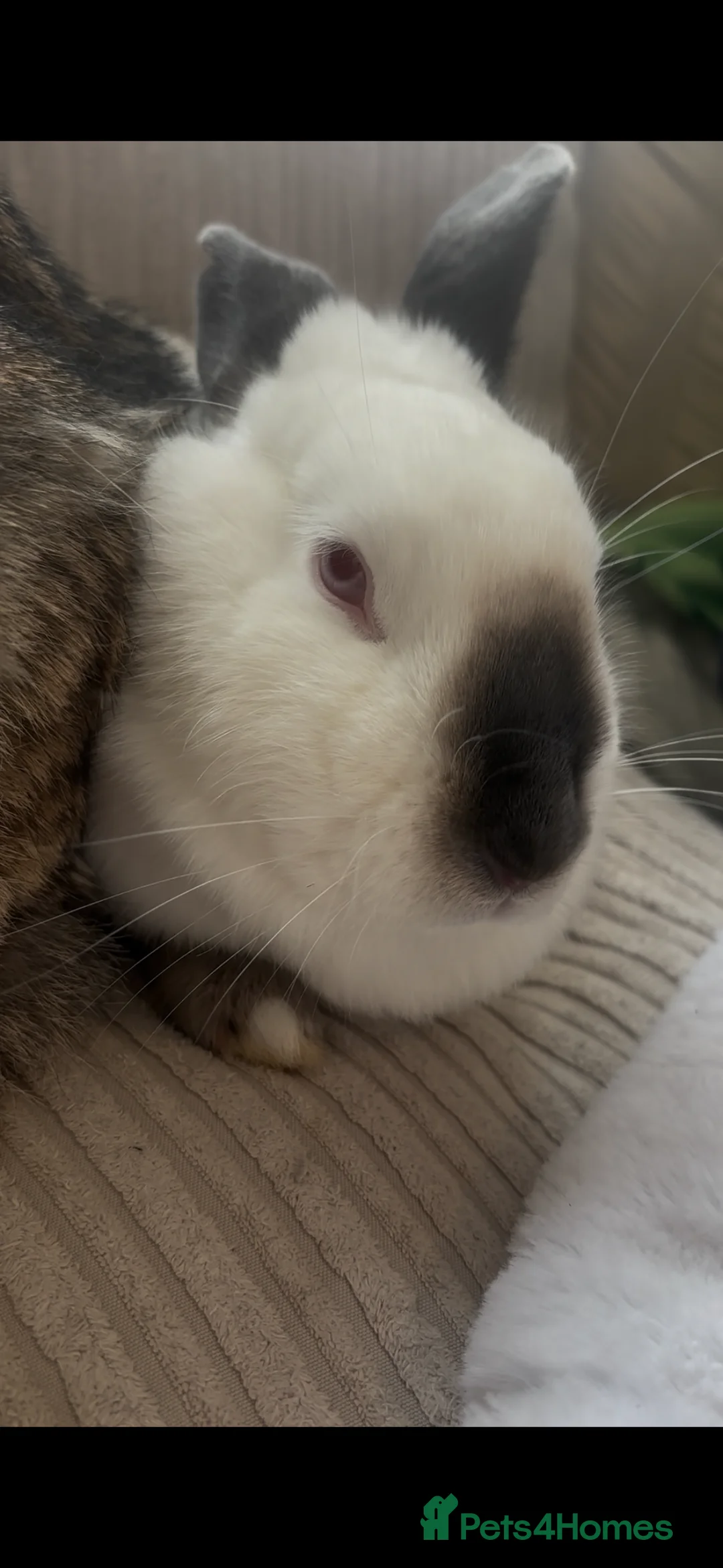 Himalayan rabbits for sale: Female rabbit for sale - Advert 4