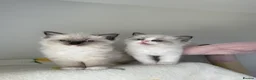 Ragdoll cats for sale: Pure bred European Ragdolls  - Advert 24