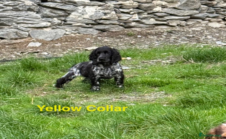 Cocker Spaniel dogs - Advert 7