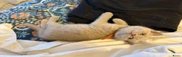 British Shorthair cats for sale: Tica registered BSH kittens - Advert 22