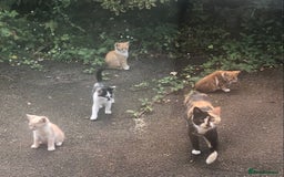Mixed Breed cats for sale: Gorgeous farm/house kittens  - Image 6
