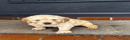 Golden Retriever dogs for sale: 🐾 Beautiful Pedigree Golden Retriever Puppies  in Ballymena - Advert 19