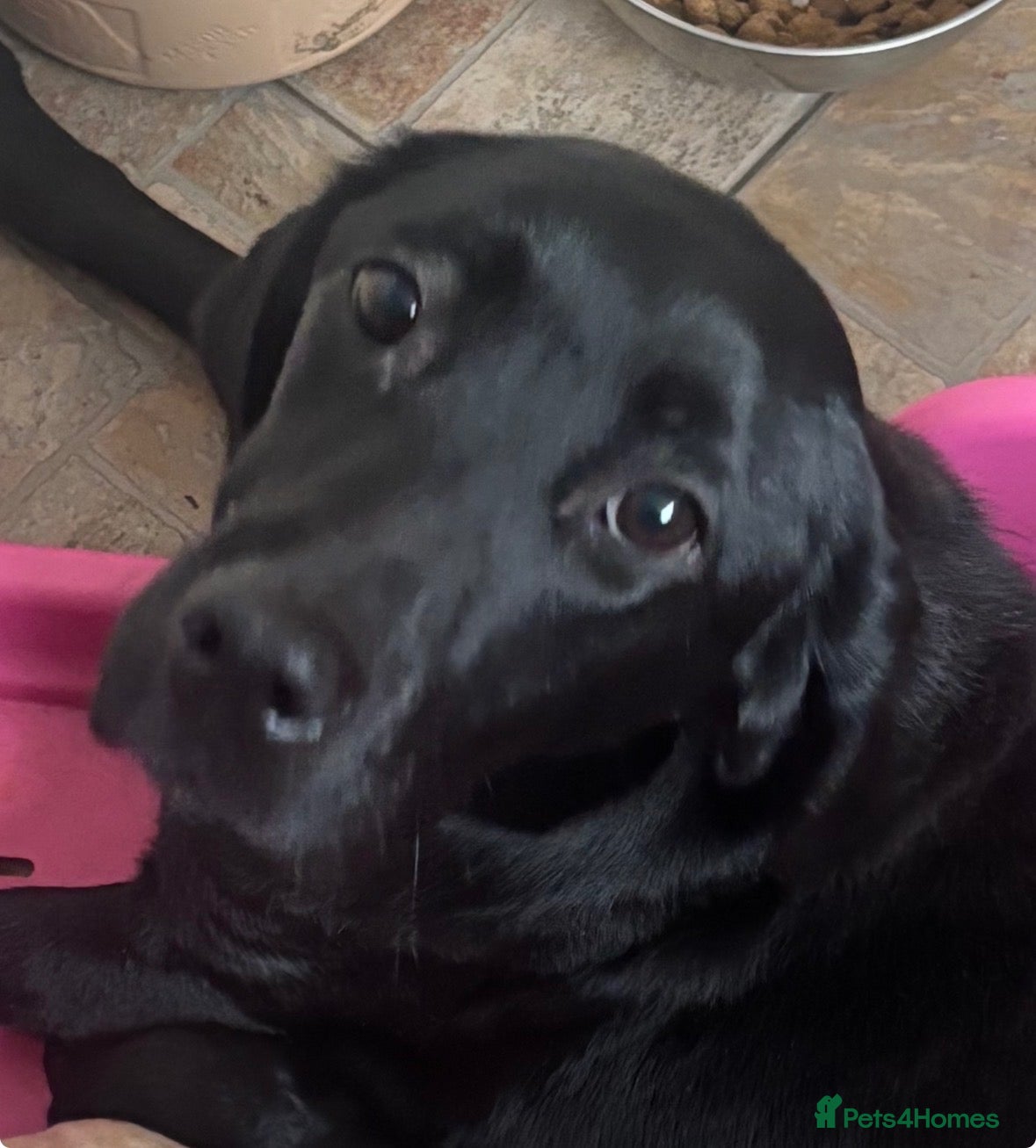 Labrador Retriever dogs Kc Labrador  - Advert 11