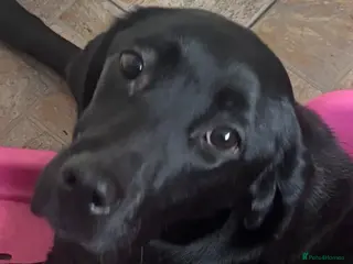 Labrador Retriever dogs Kc Labrador - Advert 11