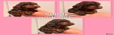 Cockapoo 6