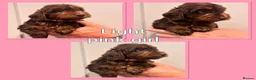 Cockapoo dogs for sale: *Show*Cockapoo Ready To Leave Health Tested Pups - Advert 4
