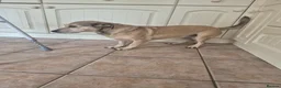 Mixed Breed dogs for adoption: Sunny - Advert 6