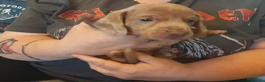 Miniature Dachshund 1 Blue Collar