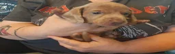 Miniature Dachshund dogs for sale: Beautiful Dachshund Puppies - Advert 7